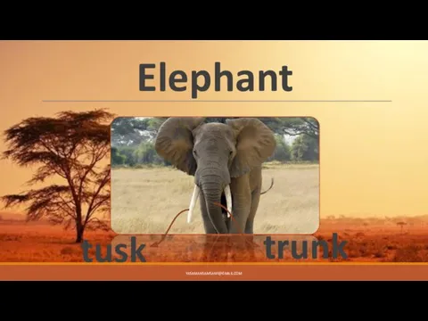 Elephant trunk tusk YASAMANSAMSAMI@GMAIL.COM