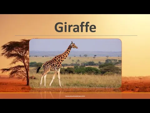 Giraffe YASAMANSAMSAMI@GMAIL.COM