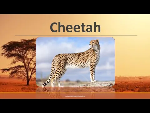 Cheetah YASAMANSAMSAMI@GMAIL.COM