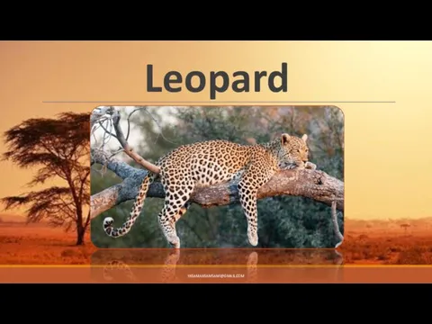 Leopard YASAMANSAMSAMI@GMAIL.COM