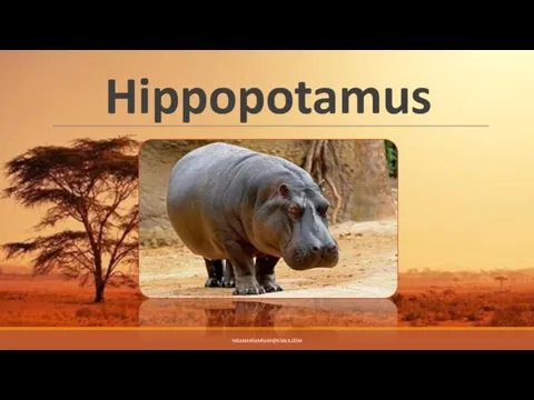 Hippopotamus YASAMANSAMSAMI@GMAIL.COM