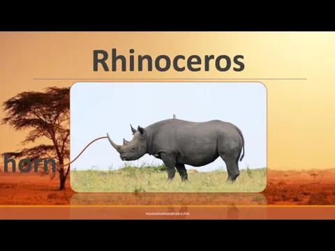 Rhinoceros horn YASAMANSAMSAMI@GMAIL.COM