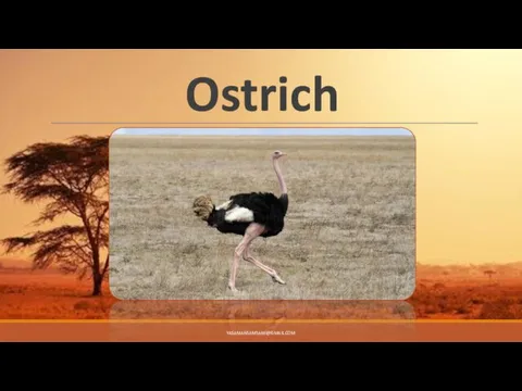 Ostrich YASAMANSAMSAMI@GMAIL.COM