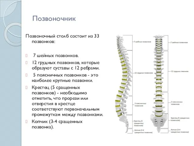 Позвоночник Позвоночный столб состоит из 33 позвонков: 7 шейных позвонков.