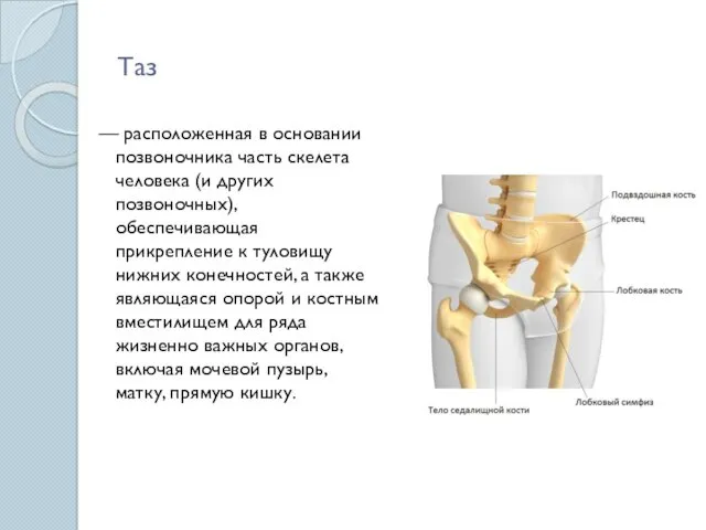 Таз — расположенная в основании позвоночника часть скелета человека (и