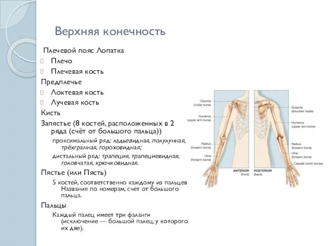 Верхняя конечность Плечевой пояс Лопатка Плечо Плечевая кость Предплечье Локтевая