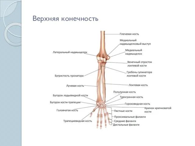 Верхняя конечность