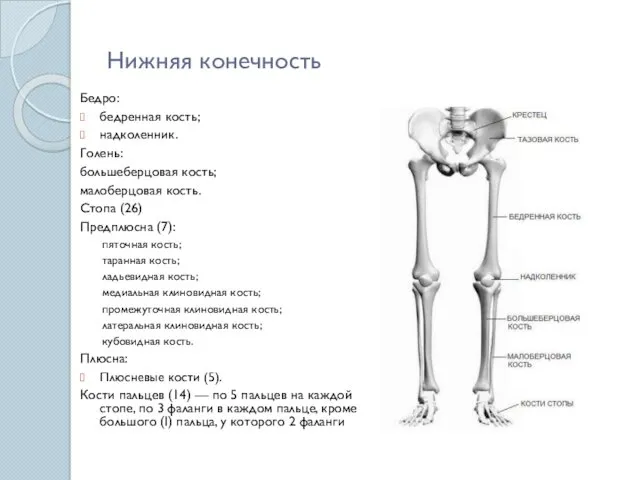 Нижняя конечность Бедро: бедренная кость; надколенник. Голень: большеберцовая кость; малоберцовая