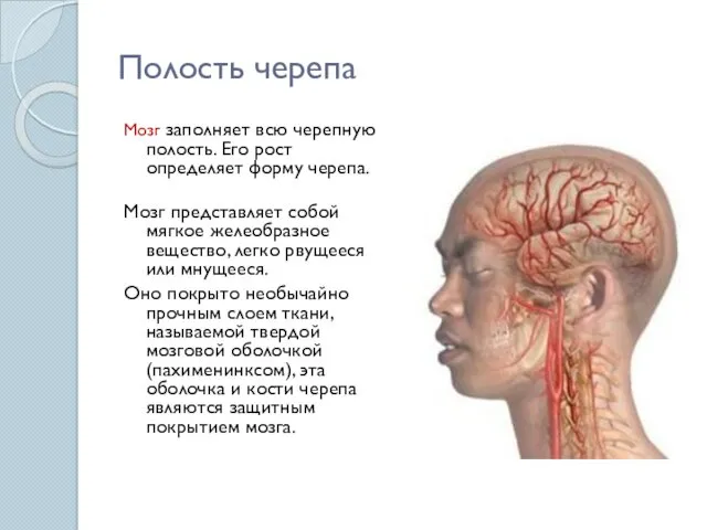 Полость черепа Мозг заполняет всю черепную полость. Его рост определяет
