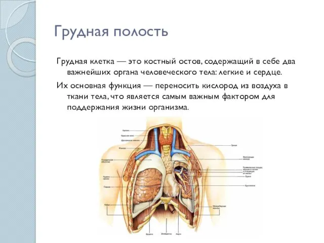 Грудная полость Грудная клетка — это костный остов, содержащий в