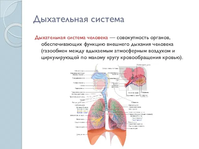 Дыхательная система Дыхательная система человека — совокупность органов, обеспечивающих функцию