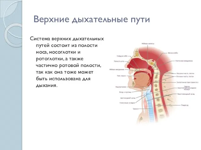 Верхние дыхательные пути Система верхних дыхательных путей состоит из полости