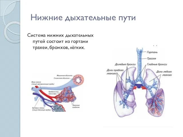 Нижние дыхательные пути Система нижних дыхательных путей состоит из гортани трахеи, бронхов, лёгких.