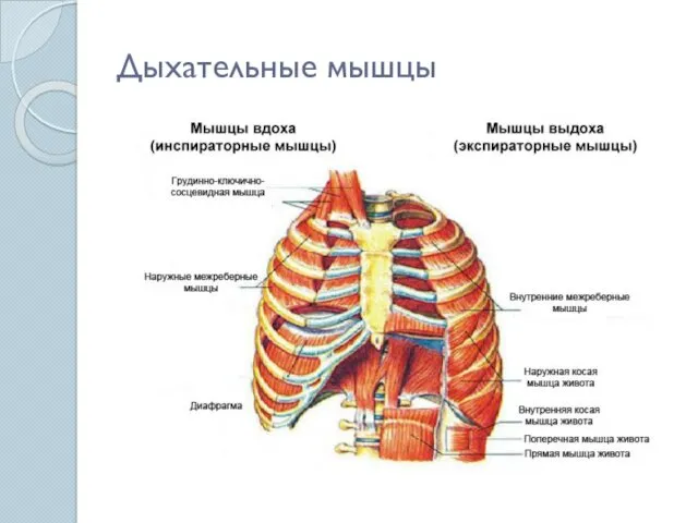 Дыхательные мышцы