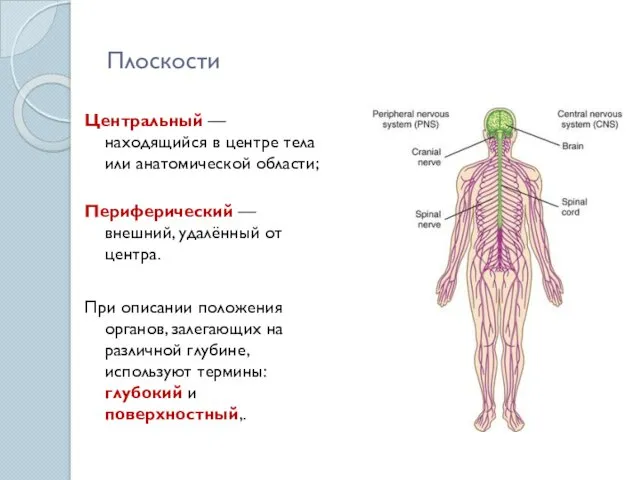 Плоскости Центральный — находящийся в центре тела или анатомической области;