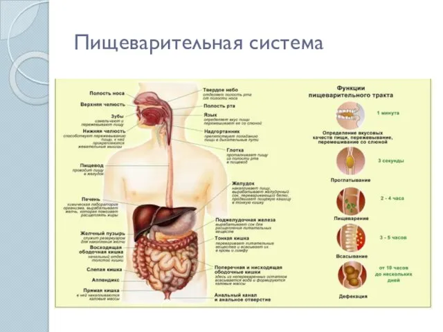 Пищеварительная система