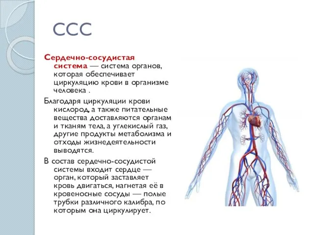 ССС Сердечно-сосудистая система — система органов, которая обеспечивает циркуляцию крови