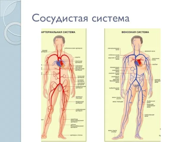 Сосудистая система