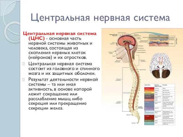 Центральная нервная система Центральная нервная система (ЦНС) - основная часть