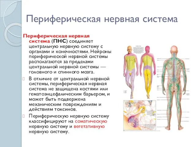 Периферическая нервная система Периферическая нервная система (ПНС) соединяет центральную нервную