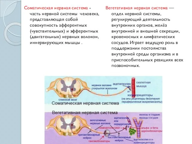 Соматическая нервная система - часть нервной системы человека, представляющая собой