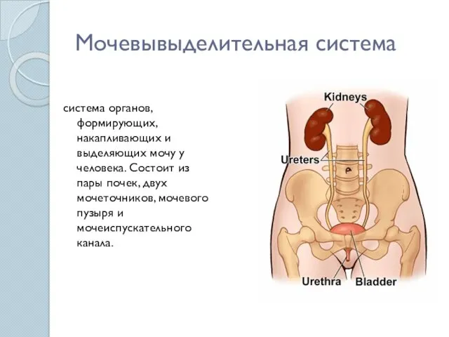 Мочевывыделительная система система органов, формирующих, накапливающих и выделяющих мочу у