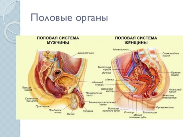 Половые органы