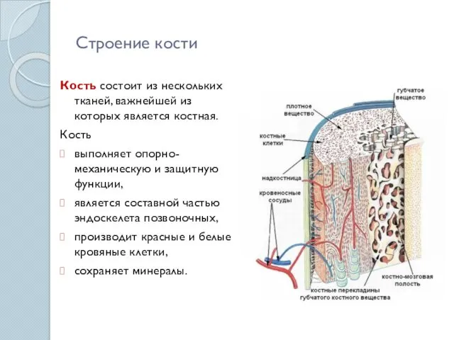 Строение кости Кость состоит из нескольких тканей, важнейшей из которых