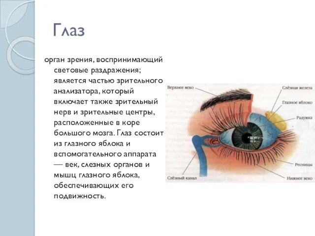 Глаз орган зрения, воспринимающий световые раздражения; является частью зрительного анализатора,