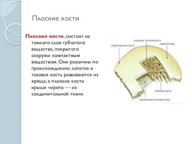 Плоские кости Плоские кости, состоят из тонкого слоя губчатого вещества,