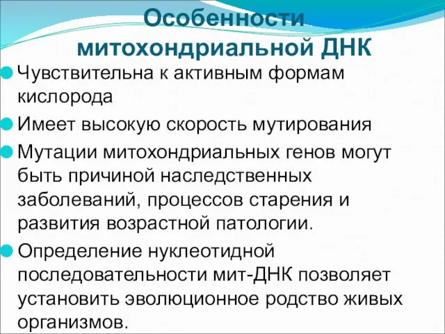 Особенности митохондриальной ДНК Чувствительна к активным формам кислорода Имеет высокую