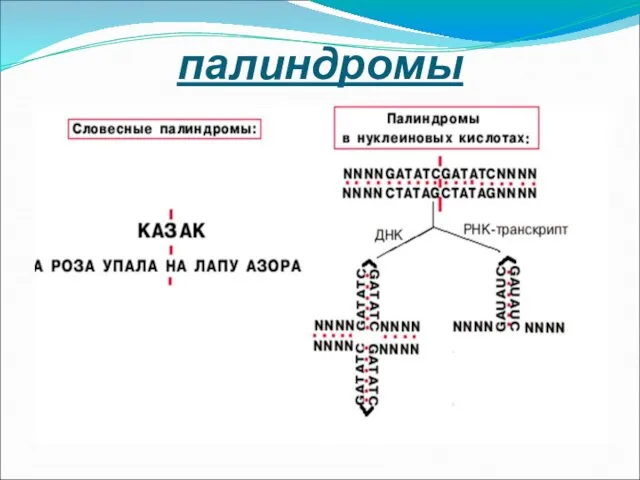 палиндромы