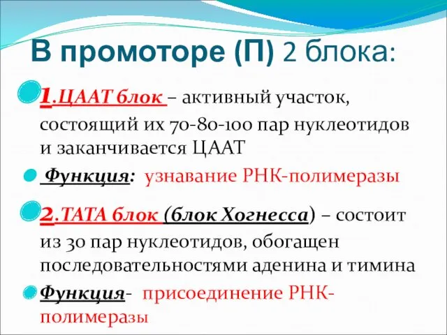 В промоторе (П) 2 блока: 1.ЦААТ блок – активный участок,