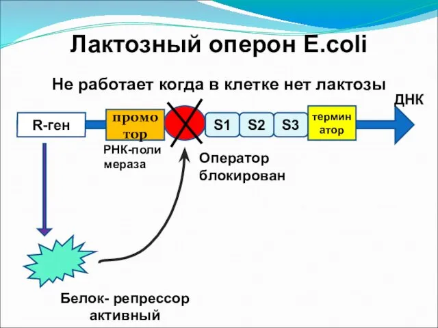 Лактозный оперон E.coli Не работает когда в клетке нет лактозы