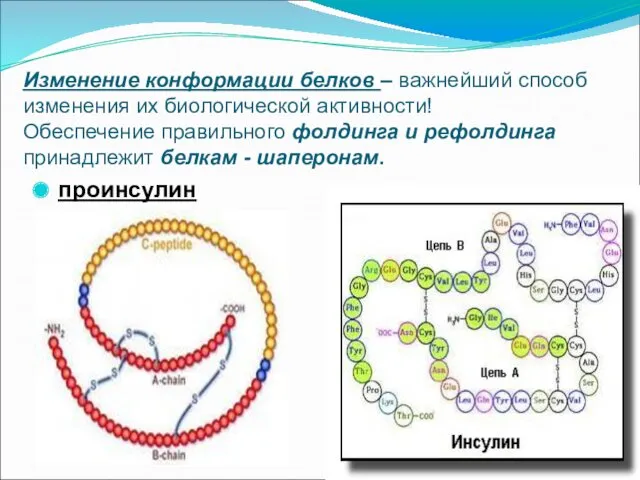 Изменение конформации белков – важнейший способ изменения их биологической активности!