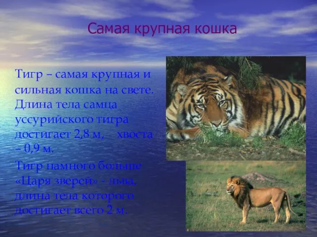 Самая крупная кошка Тигр – самая крупная и сильная кошка