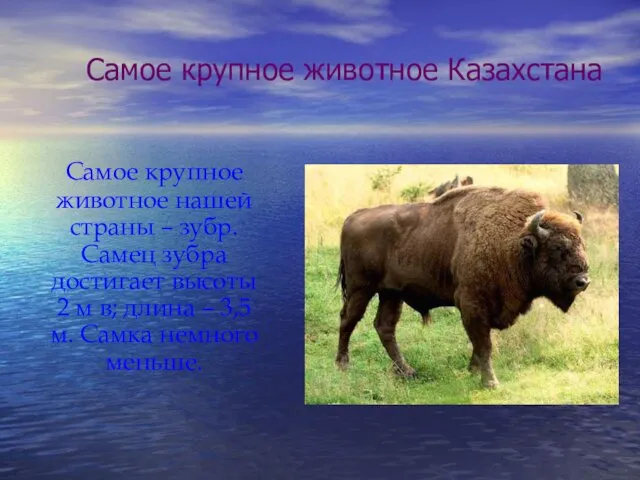 Самое крупное животное Казахстана Самое крупное животное нашей страны –