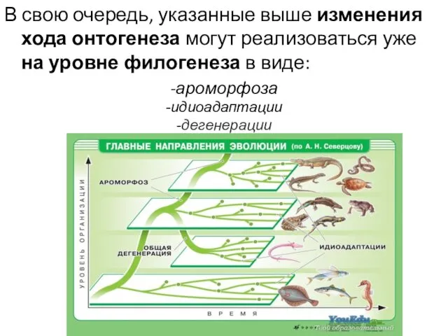 В свою очередь, указанные выше изменения хода онтогенеза могут реализоваться