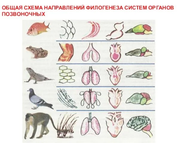 ОБЩАЯ СХЕМА НАПРАВЛЕНИЙ ФИЛОГЕНЕЗА СИСТЕМ ОРГАНОВ ПОЗВОНОЧНЫХ