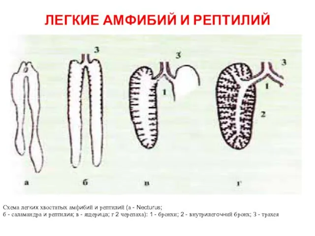 ЛЕГКИЕ АМФИБИЙ И РЕПТИЛИЙ Схема легких хвостатых амфибий и рептилий