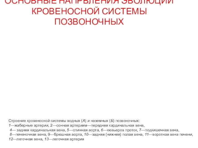 ОСНОВНЫЕ НАПРВЛЕНИЯ ЭВОЛЮЦИИ КРОВЕНОСНОЙ СИСТЕМЫ ПОЗВОНОЧНЫХ Строение кровеносной системы водных