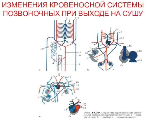 ИЗМЕНЕНИЯ КРОВЕНОСНОЙ СИСТЕМЫ ПОЗВОНОЧНЫХ ПРИ ВЫХОДЕ НА СУШУ