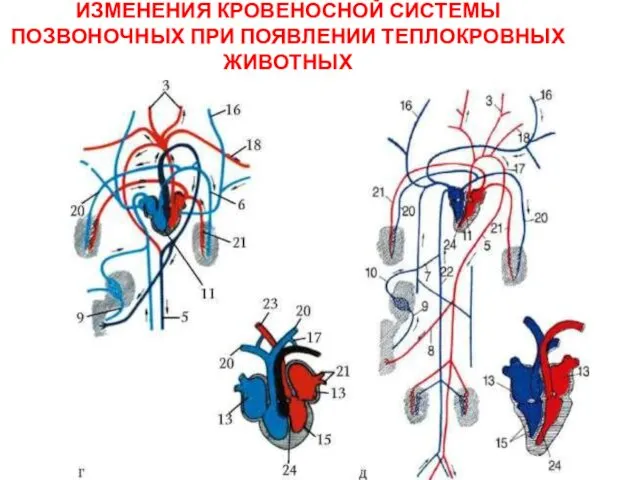 ИЗМЕНЕНИЯ КРОВЕНОСНОЙ СИСТЕМЫ ПОЗВОНОЧНЫХ ПРИ ПОЯВЛЕНИИ ТЕПЛОКРОВНЫХ ЖИВОТНЫХ