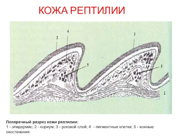 КОЖА РЕПТИЛИИ Поперечный разрез кожи рептилии: 1 - эпидермис; 2