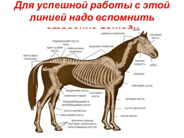 Для успешной работы с этой линией надо вспомнить строение лошади