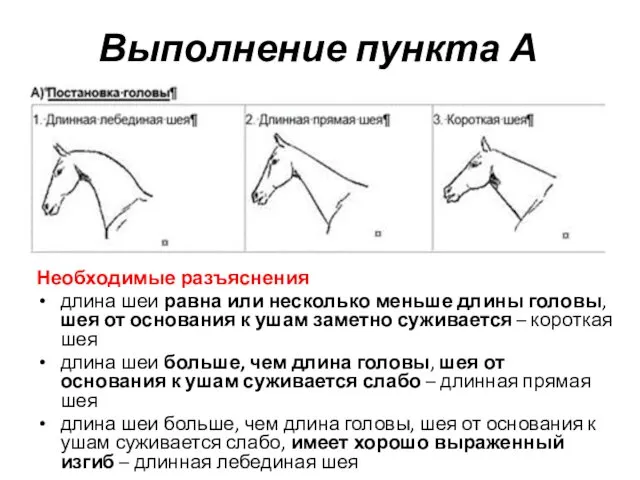 Выполнение пункта А Необходимые разъяснения длина шеи равна или несколько