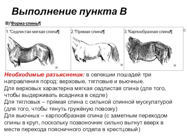 Выполнение пункта В Необходимые разъяснения: в селекции лошадей три направления