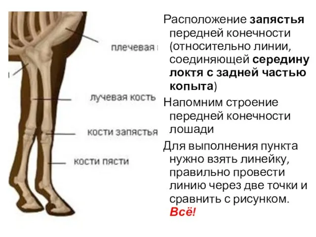 Расположение запястья передней конечности (относительно линии, соединяющей середину локтя с