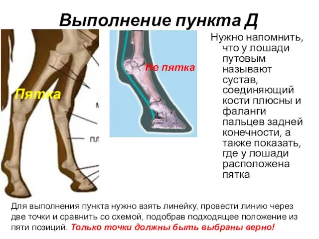 Выполнение пункта Д Нужно напомнить, что у лошади путовым называют