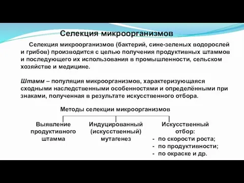 Селекция микроорганизмов (бактерий, сине-зеленых водорослей и грибов) производится с целью